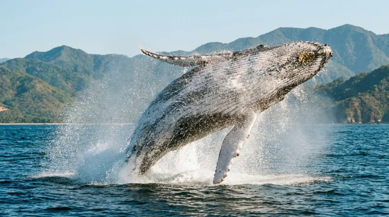 Humpback whale breaching with tail above water
