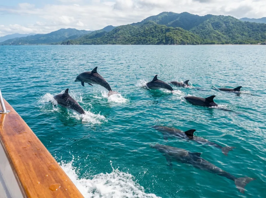Dolphin encounter